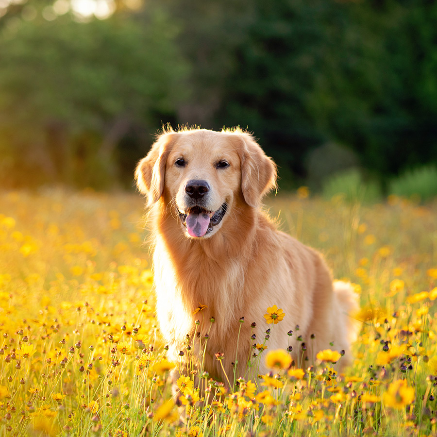 Hunde