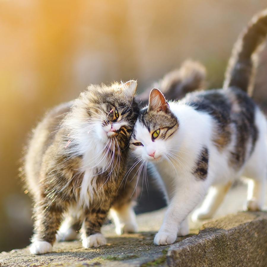 Katzen
